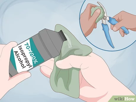 Pruning tool being sterilized with disinfectant to prevent disease spread in trees