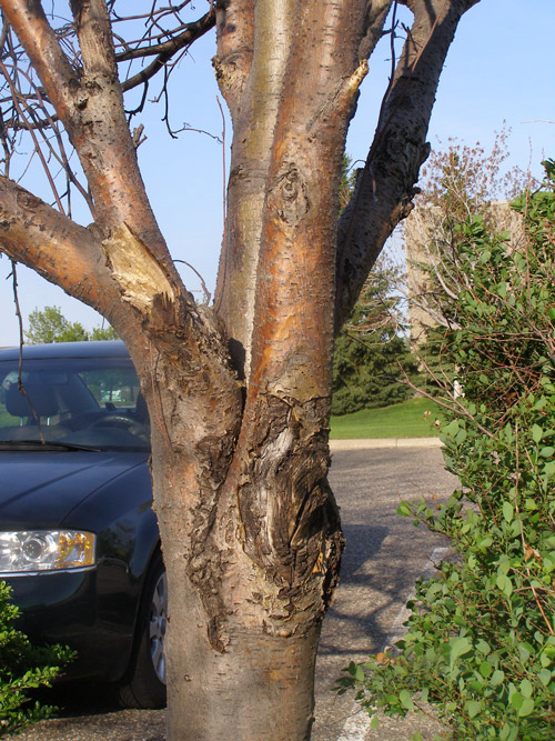 Bradford pear tree trunk with fire blight canker showing dark, sunken, and cracked bark