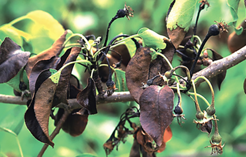 Bradford pear tree with leaves and twigs showing symptoms of fire blight infection